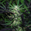 Mangobiche Kush Regulérní