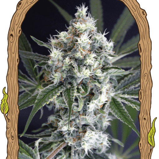 Semena marihuany Medxotic Pure CBD Feminizovaná