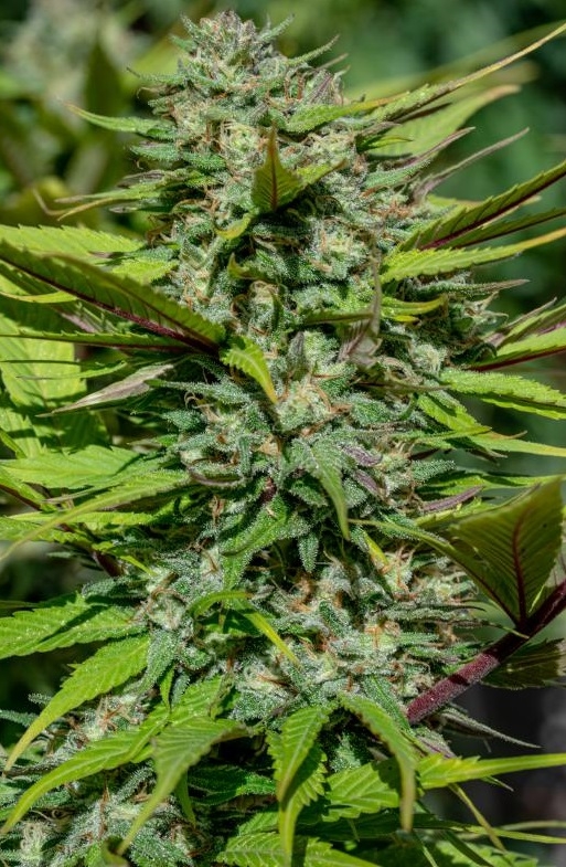 nepal_jam_fronk_outdoor_cola_finished_recortada