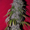 Neville's Haze Hybrid Feminizovaná