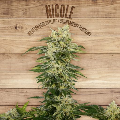 Semena marihuany Nicole Feminizovaná