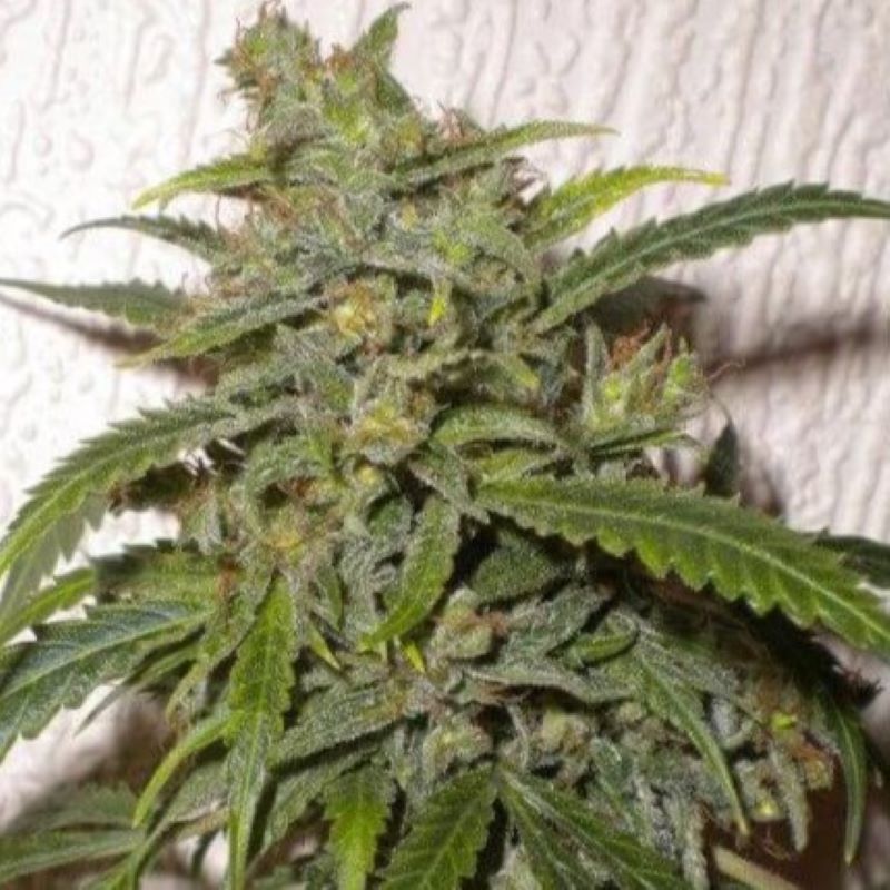 Semena marihuany Nirvana Sky Autoflowering Feminizovaná