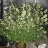 Nitro Express Feminised Seeds