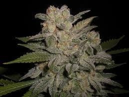 Semena marihuany NL #5 x Big Bud #1 Auto Feminizovaná