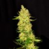 Northern Cheese Feminised Seeds