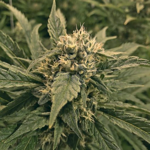 northern-lights-5-haze-2