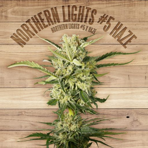 Northern Lights #5 Haze Feminizovaná