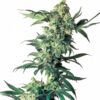northern-lights-9