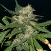 Northern Lights Auto Feminised Seeds