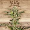OG Kush Feminizovaná