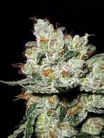 OG's Kush Feminised Seeds