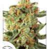 Orange Hill Special Feminised Seeds