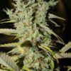 original-diesel-haze-2