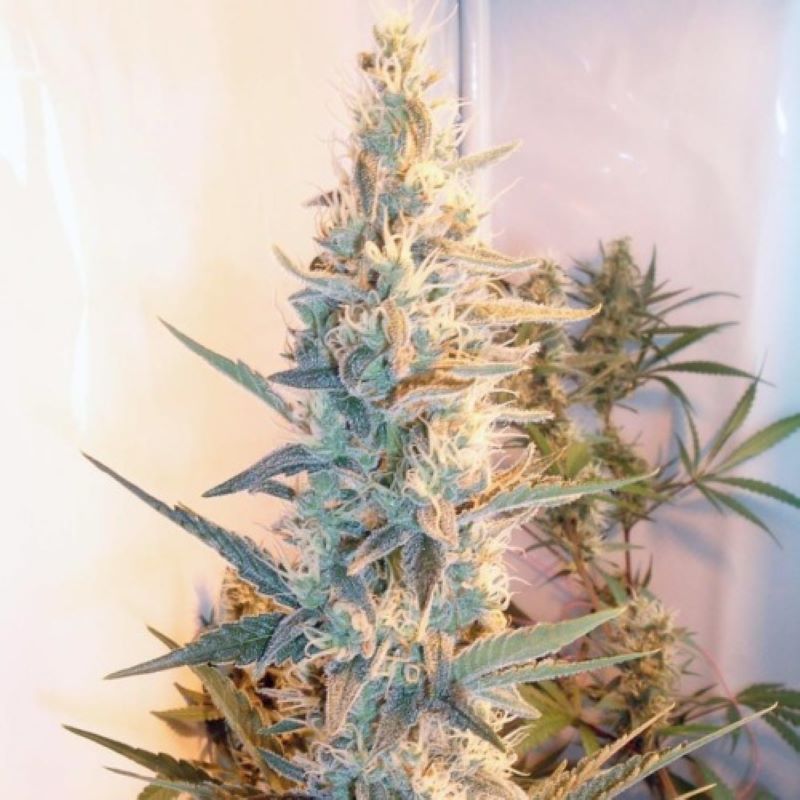 Semena marihuany Outdoor Grapefruit Feminizovaná