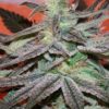 Panama D.C. Feminised Seeds
