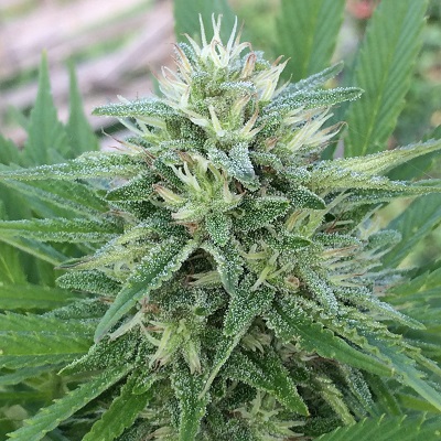 Semena marihuany Panama x Bangi Haze Feminizovaná