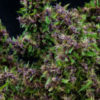 ppv_2