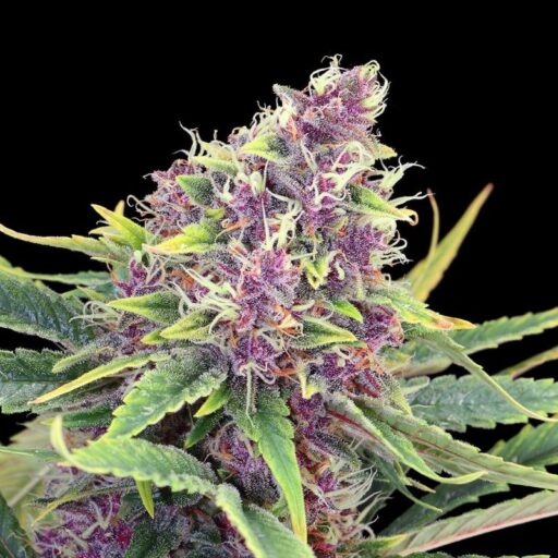 Semena marihuany Purple Kush Feminizovaná