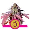 Purple Queen Feminised Seeds