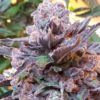 Purple Strawberry Bliss Feminizovaná