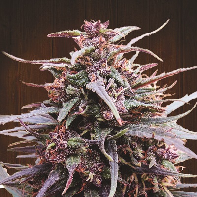 Semena marihuany Purple Haze x Malawi Feminizovaná