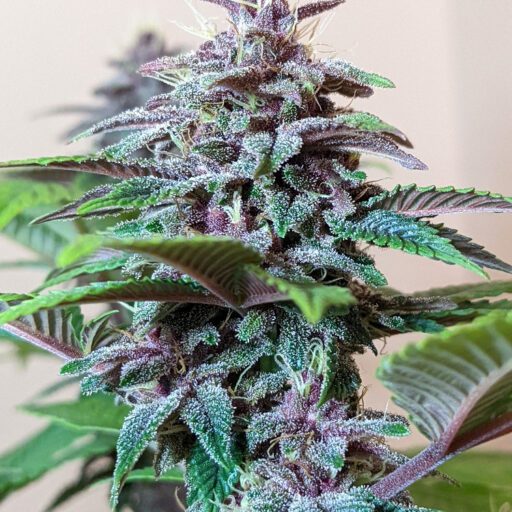 Semena marihuany Pakistan Chitral Kush Regulérní