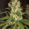 Raspberry Diesel Feminizovaná