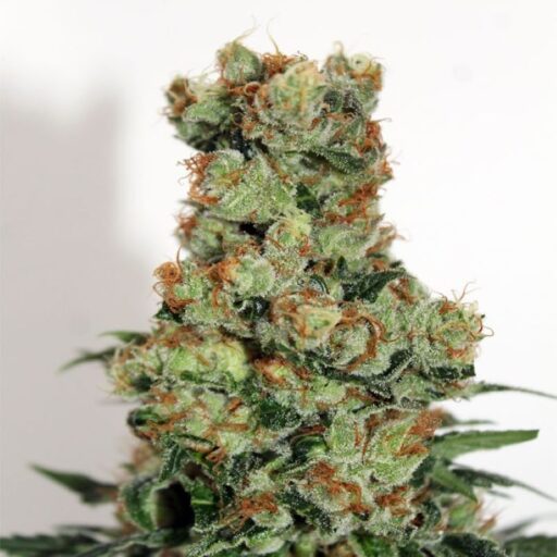 Semena marihuany Ripper Badazz REGULAR Seeds