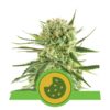 Royal Cookies Auto Feminised Seeds