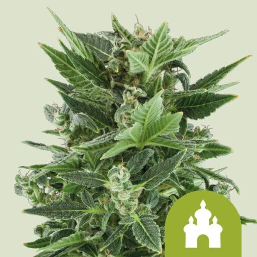 Semena marihuany Royal Kush Auto Feminizovaná