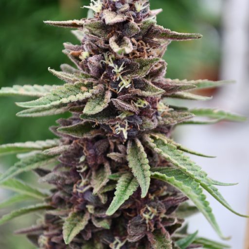 Semena marihuany Royal Purple Kush CBD Regulérní