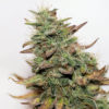 seedsman-auto_great_white_2