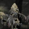 skullcap-reg-2