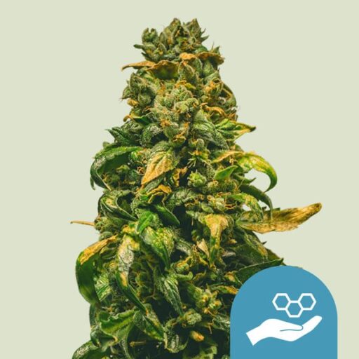 Semena marihuany Solomatic CBD Auto Feminizovaná