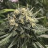 sour-diesel-2_1