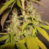 sourcream2_1