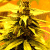 Southern Lights #7 FEMINISED Seeds
