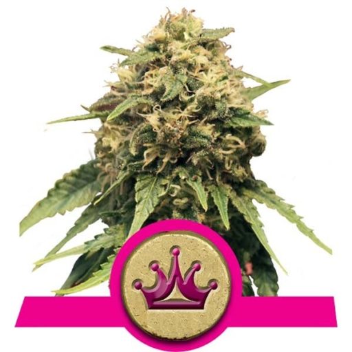 Special Queen #1 Feminised Seeds