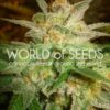Star 47 Feminised Seeds