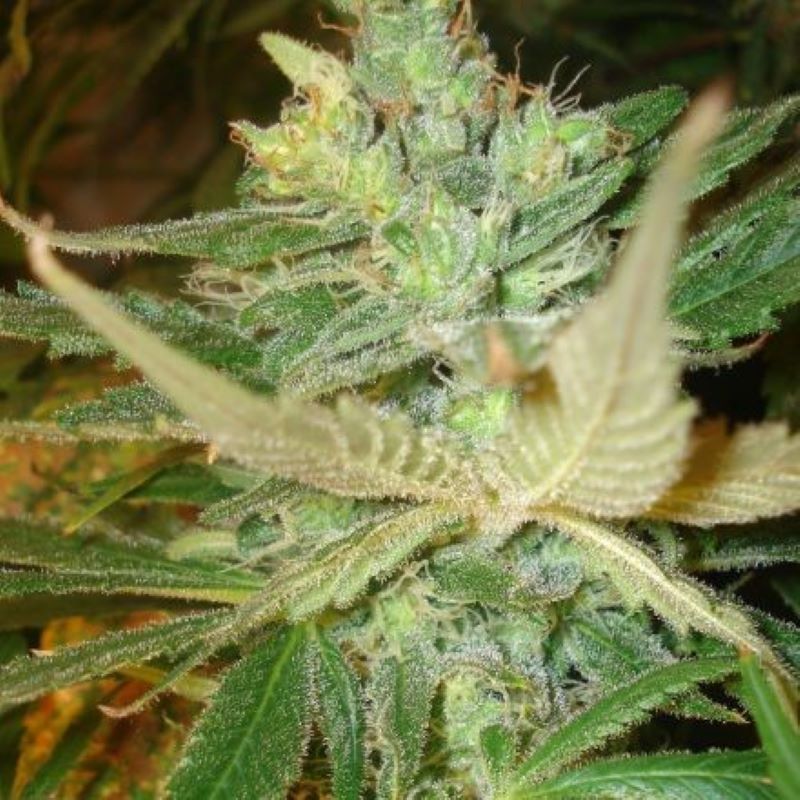 Semena marihuany Strawberry Cough Feminizovaná