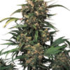 strawberry_cough_feminised_seeds