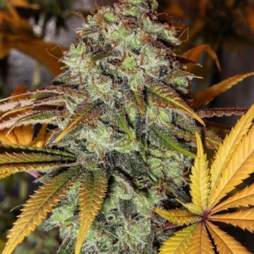 Semena marihuany Strawberry OG Feminizovaná