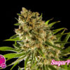 sugar-pop-2