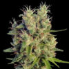 Super Malawi Haze Feminised Seeds