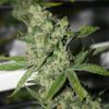 super-silver-sour-diesel-haze-2
