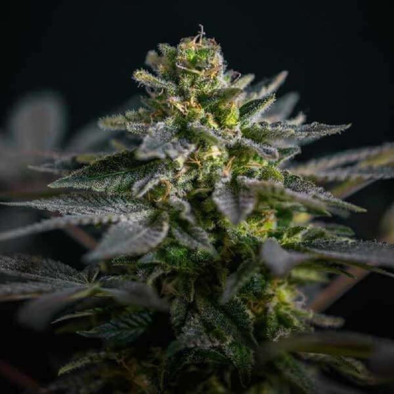 Semena marihuany Super Skunk Kush Feminizovaná