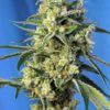 Sweet Amnesia Haze Feminised Seeds