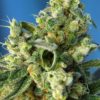 sweet-amnesia-haze-2