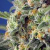 sweet-pure-cbd-2