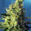 Sweet Pure CBD Feminised Seeds